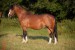 Santara-Welsh pony A
